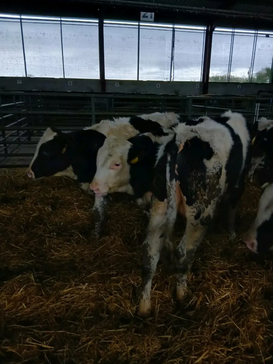 14 260kgs approx for sale - Image 4