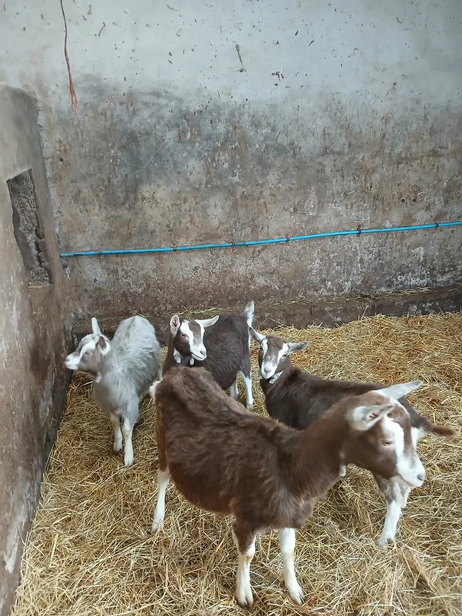 Goats - Image 3