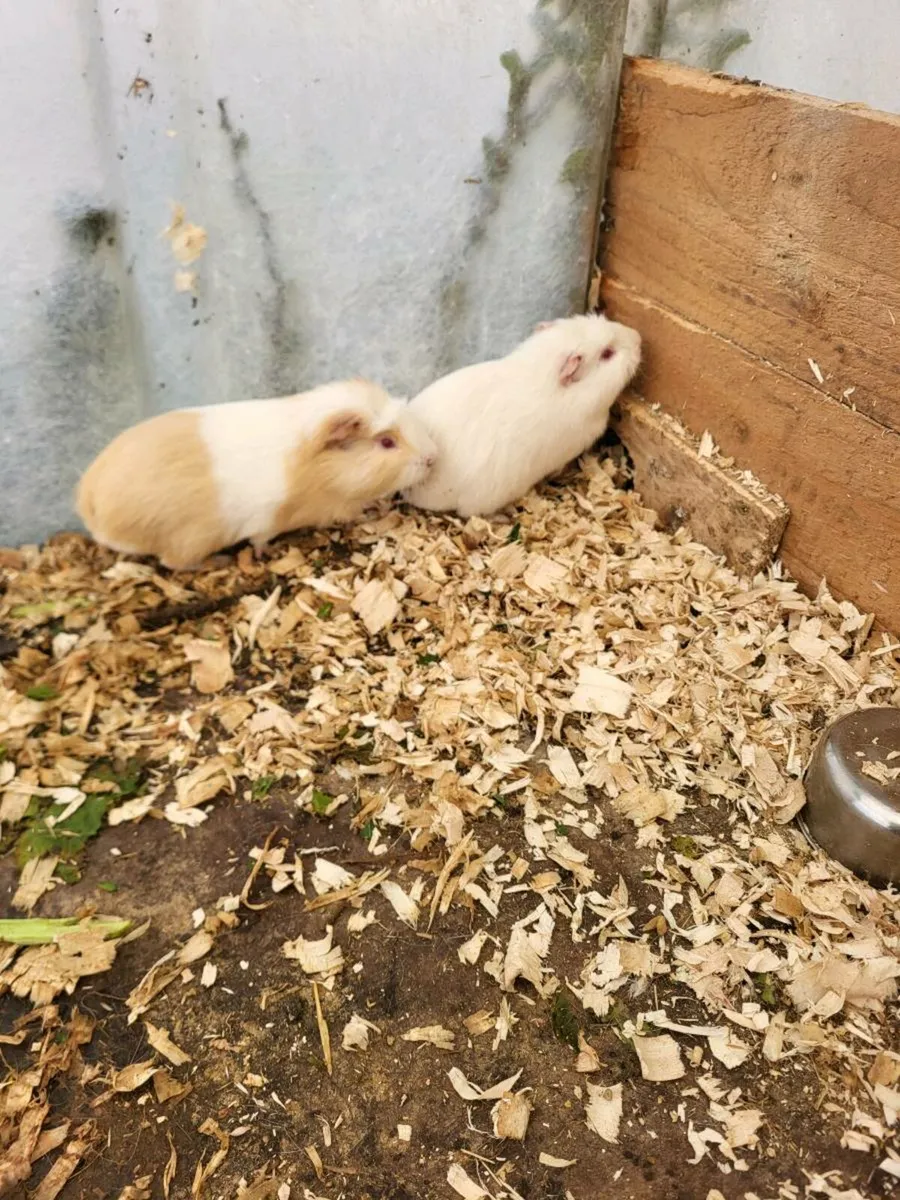 Guinea pigs - Image 1