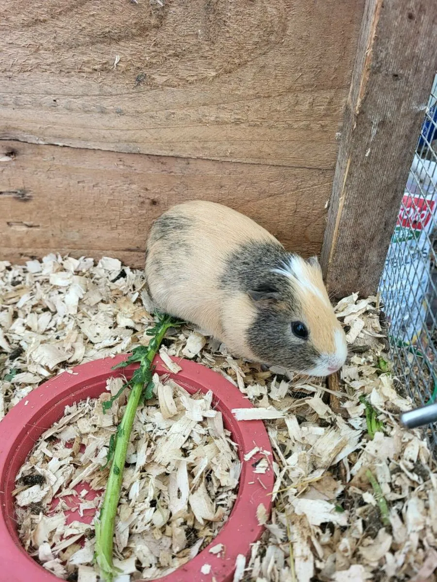 Guinea pigs - Image 2