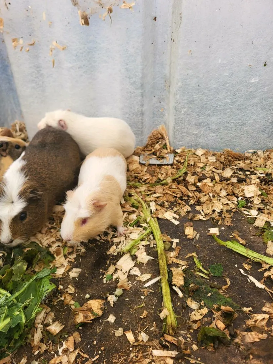 Guinea pigs - Image 3