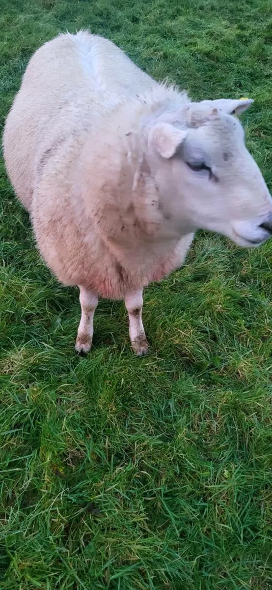 Belcare ram - Image 1