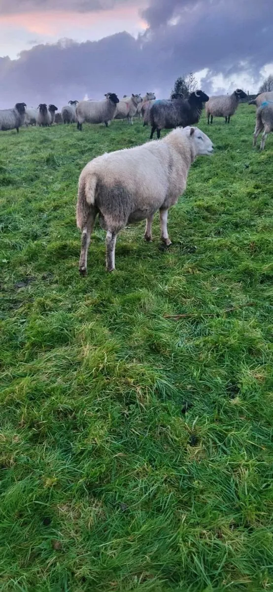 Belcare ram - Image 2