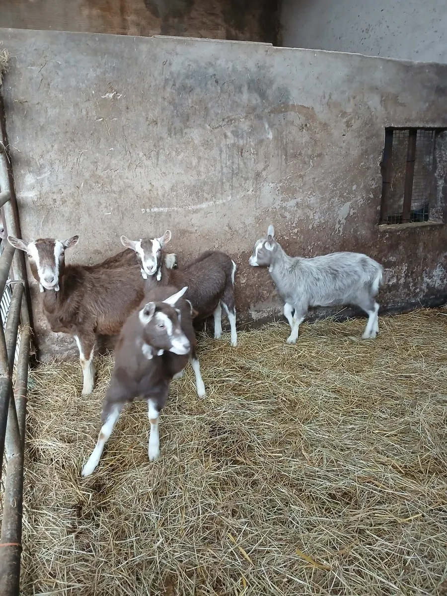 Goats - Image 4