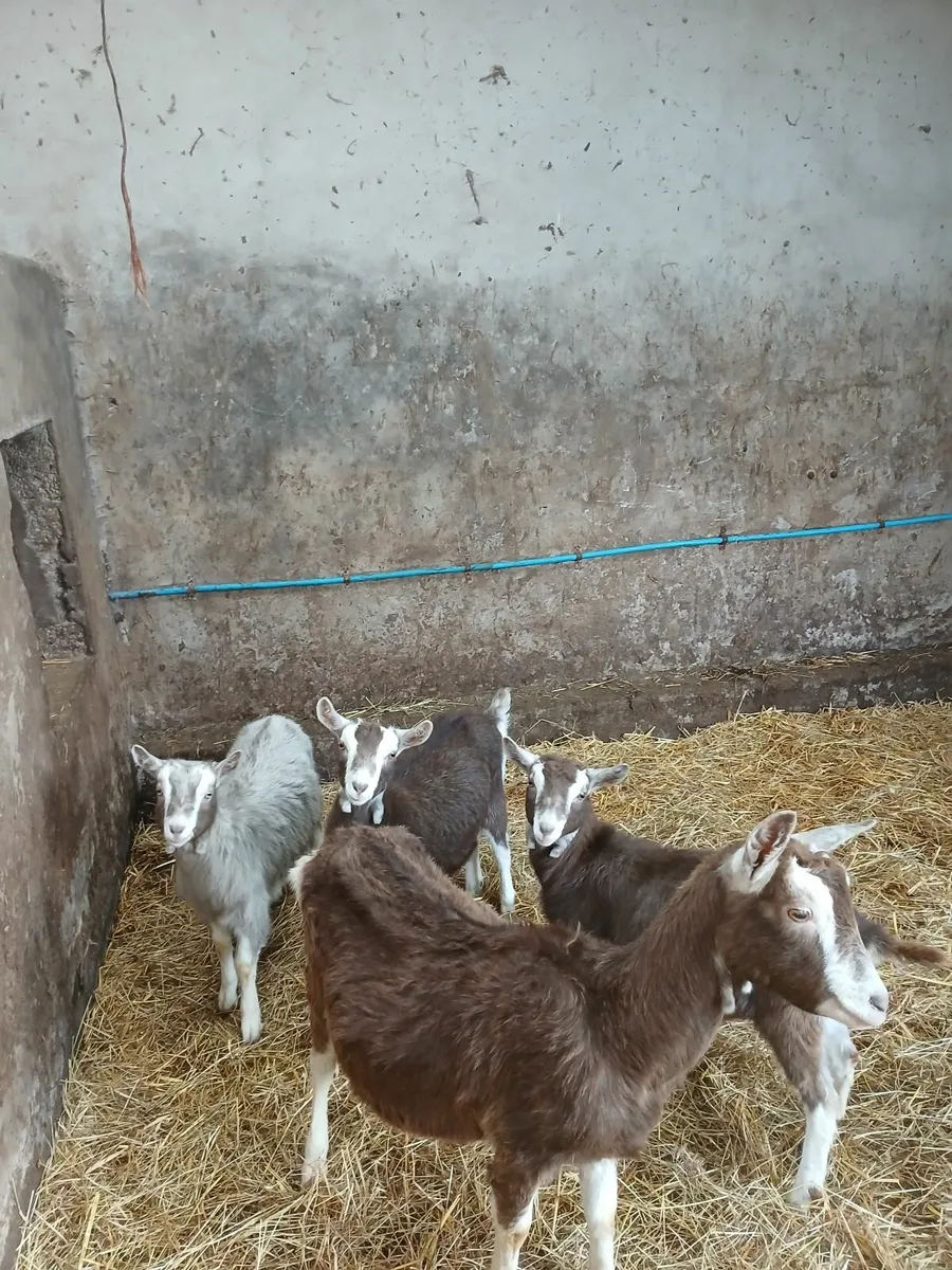 Goats - Image 1