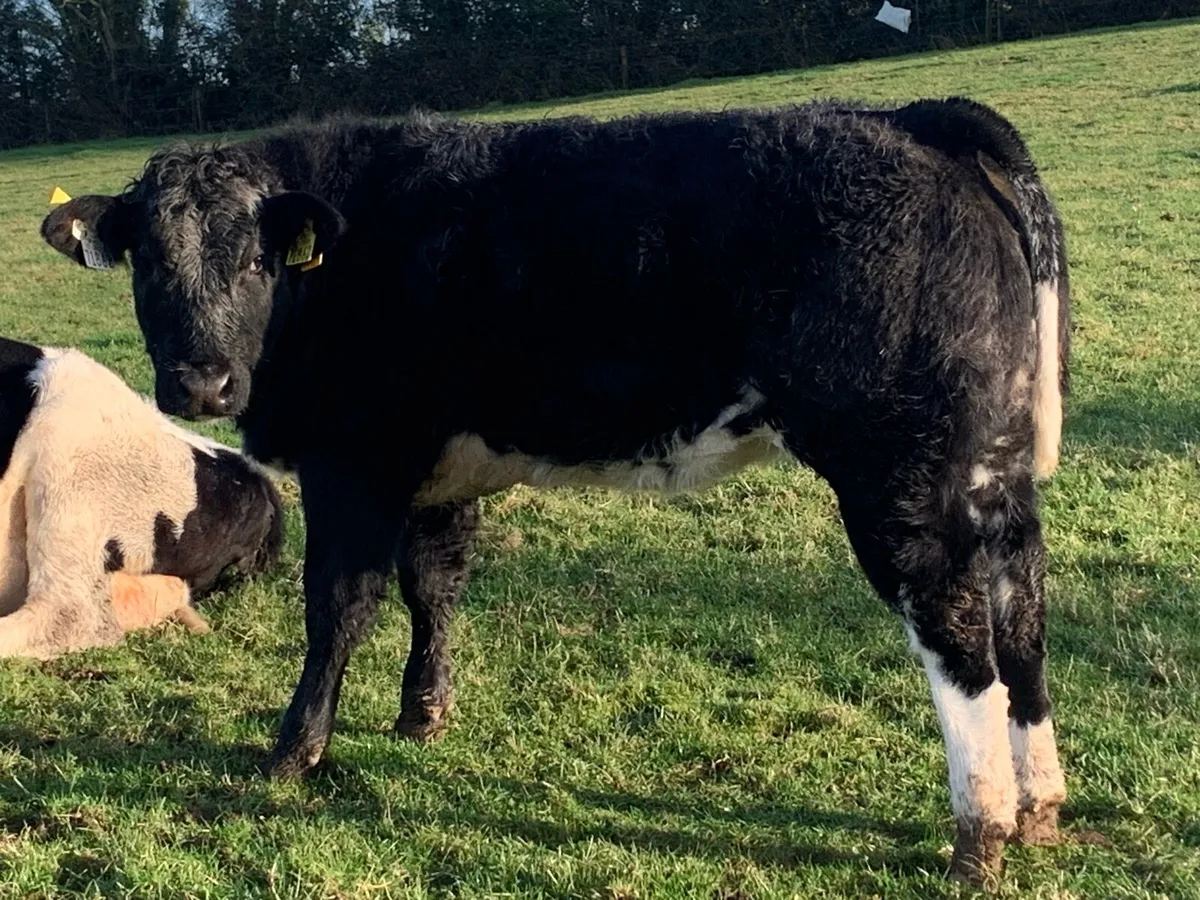 Blue limousine heifer - Image 1