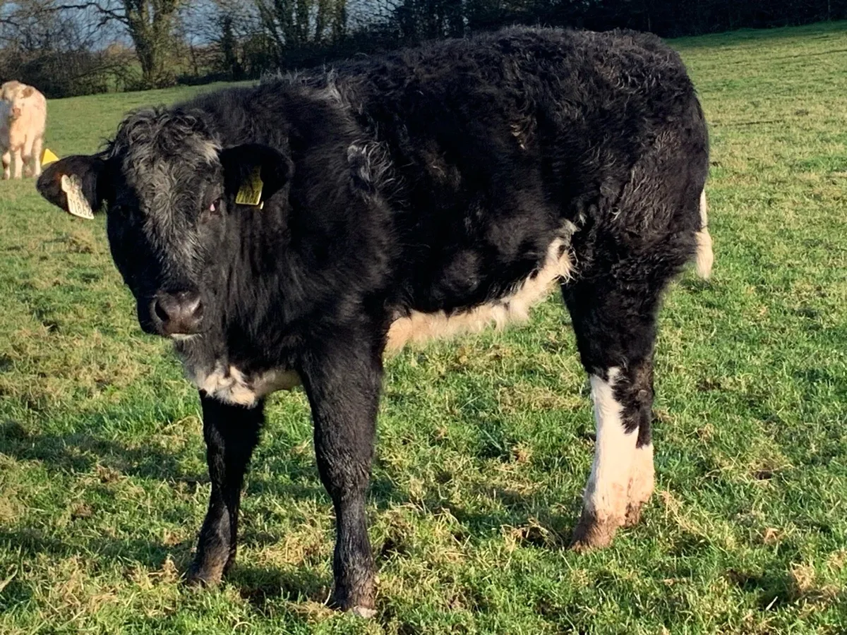 Blue limousine heifer - Image 2