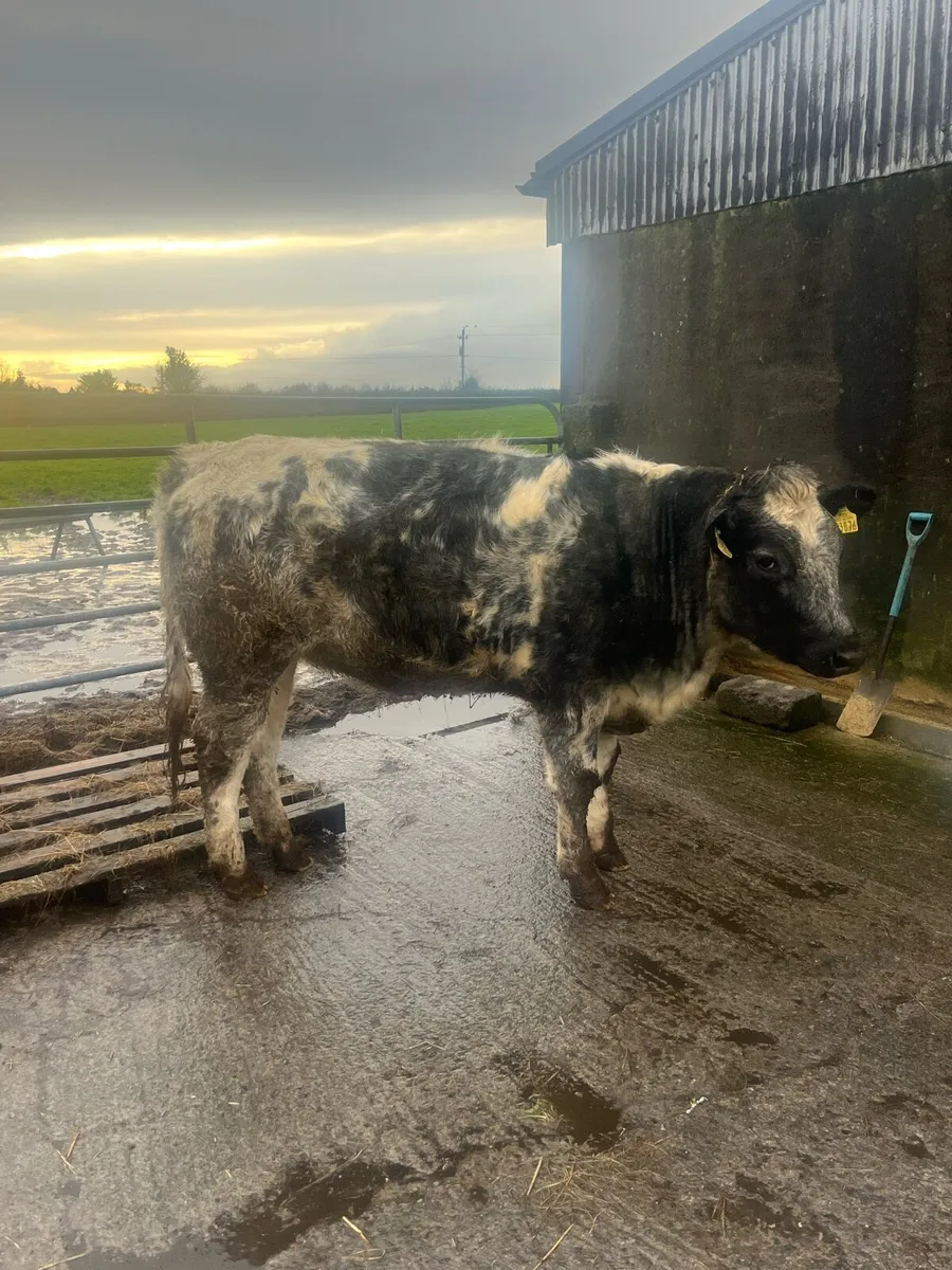 Heifer in calf - Image 1