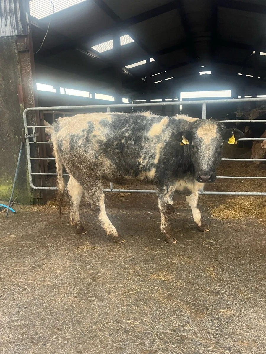 Heifer in calf - Image 2