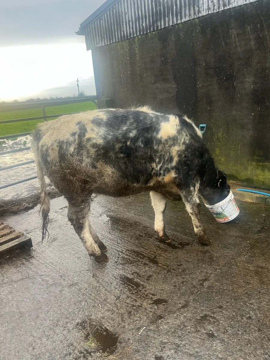 Heifer in calf - Image 3