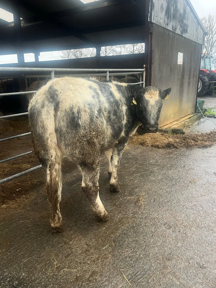 Heifer in calf - Image 4