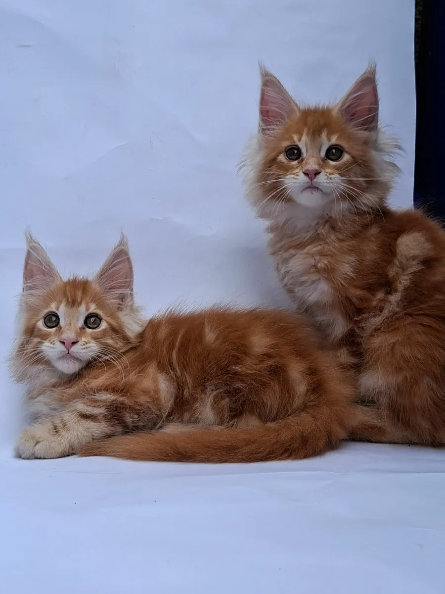 Royal Maine Coon kittens - Image 4