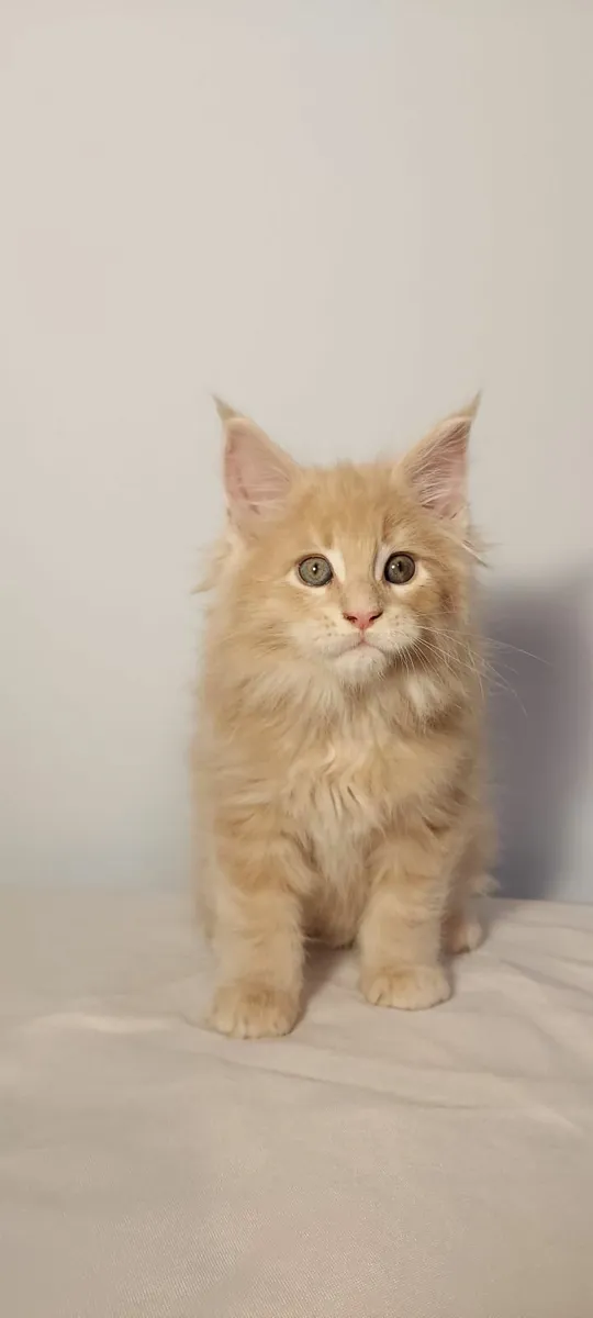 Royal Maine Coon kittens - Image 4