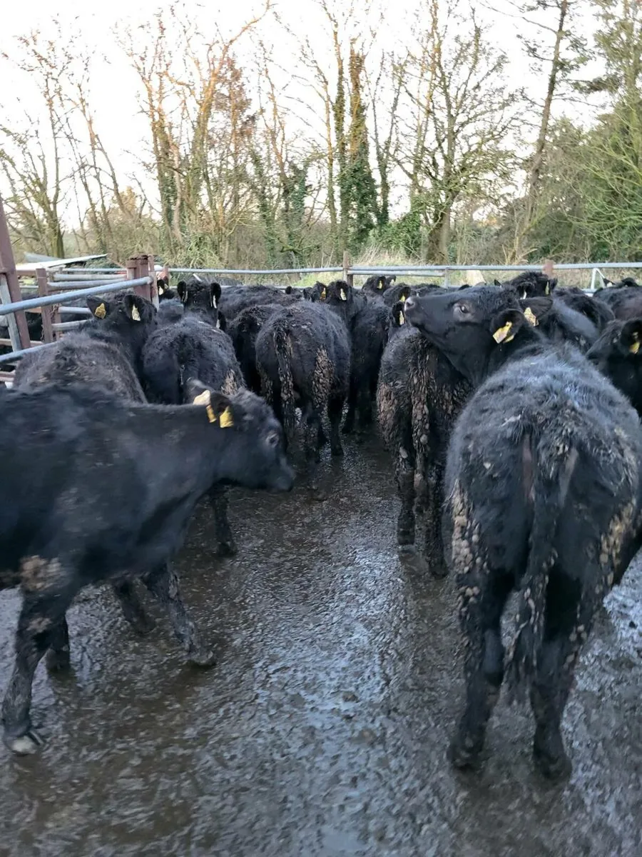 Angus heifers - Image 1