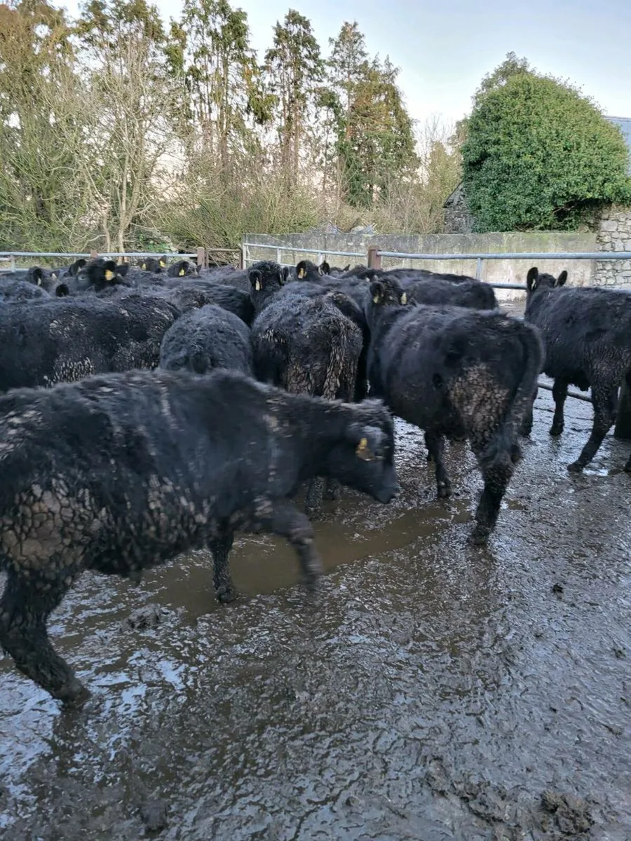 Angus heifers - Image 2