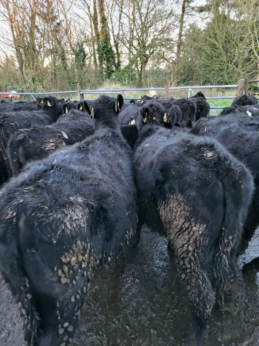 Angus heifers - Image 3