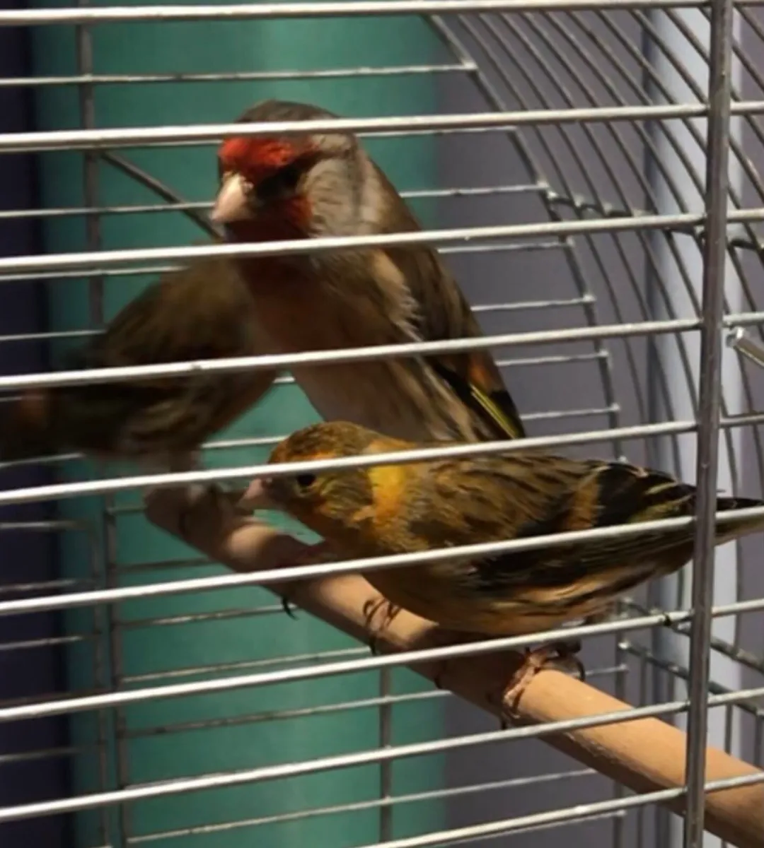 Finches for sale - Image 4