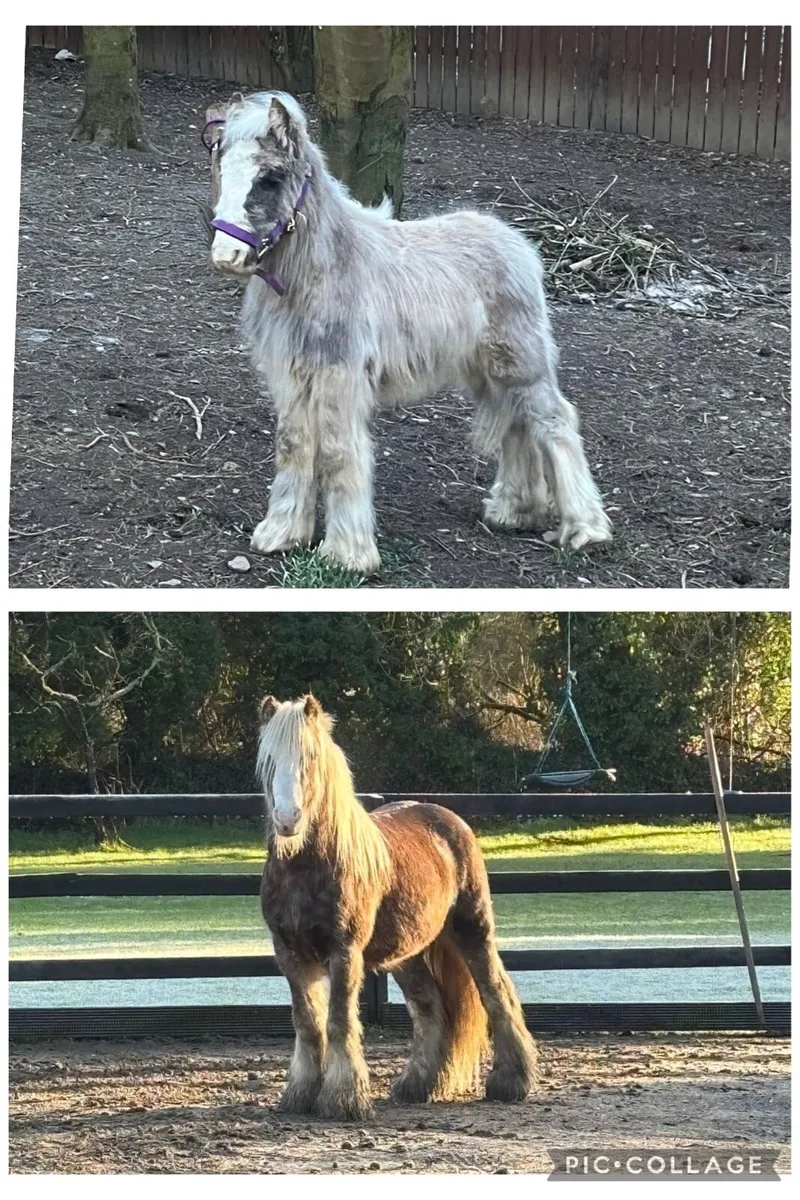 3 Year old Mini Cob Colt - Image 1