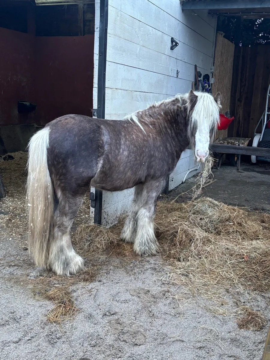 3 Year old Mini Cob Colt - Image 2