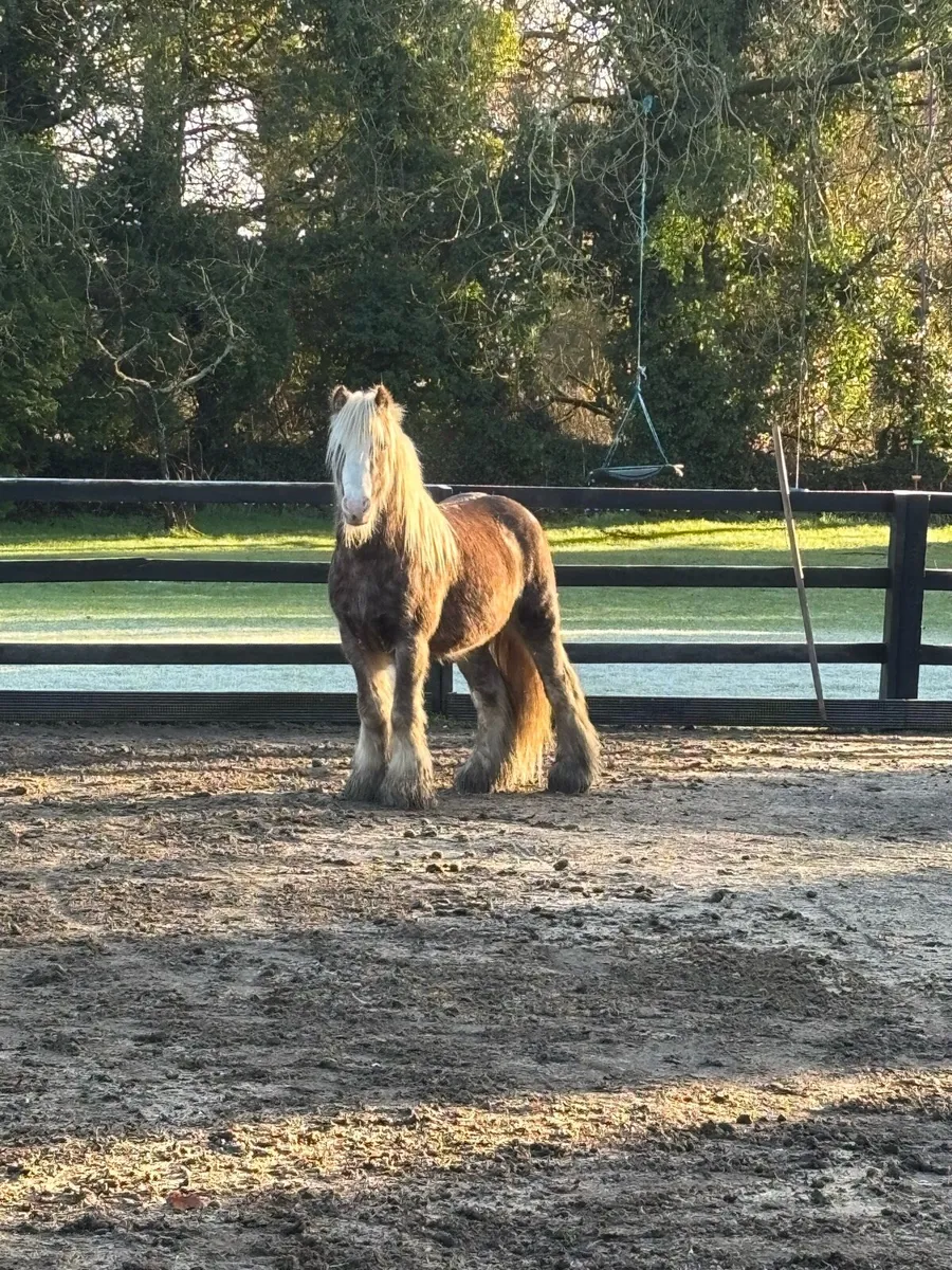 3 Year old Mini Cob Colt - Image 3