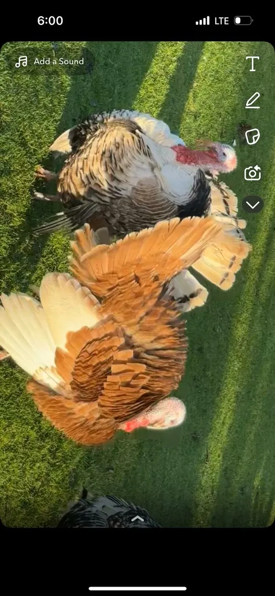 Turkeys, muscovys - Image 3