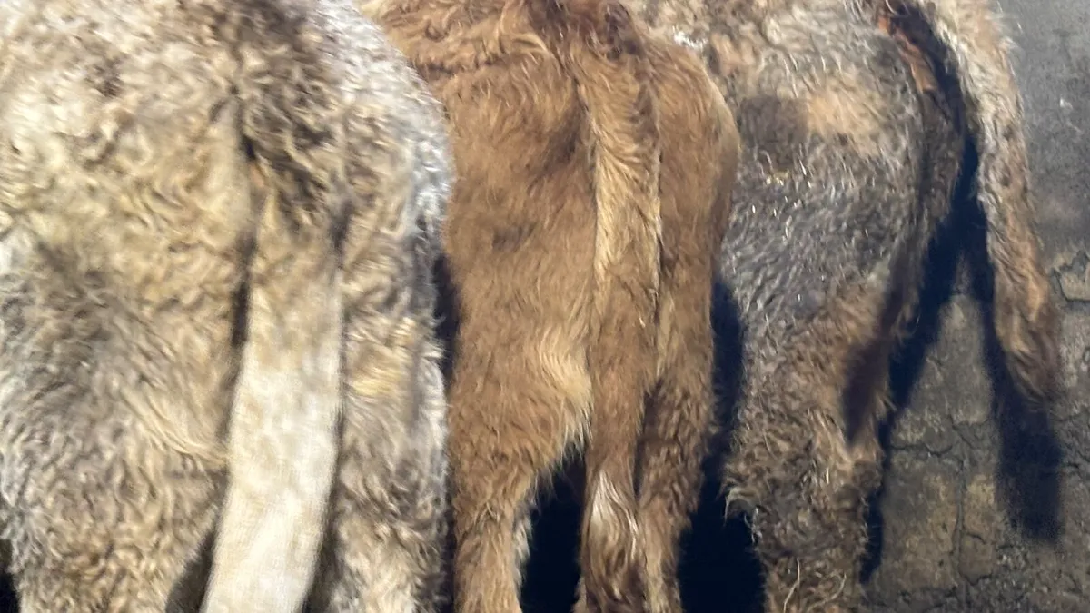 3 Quality Charolais Heifer Wealings - Image 4