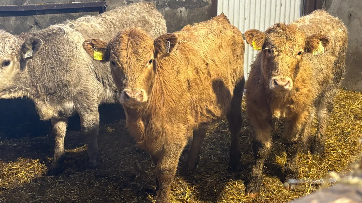 3 Quality Charolais Heifer Wealings - Image 3