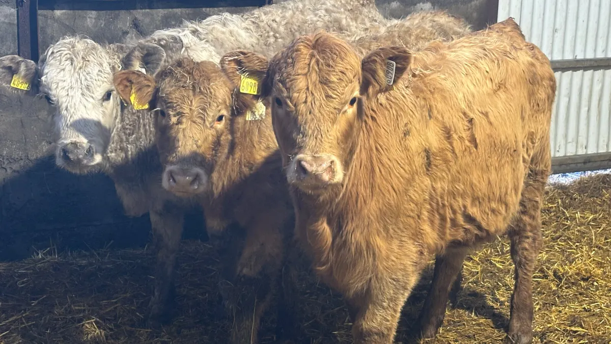 3 Quality Charolais Heifer Wealings - Image 1