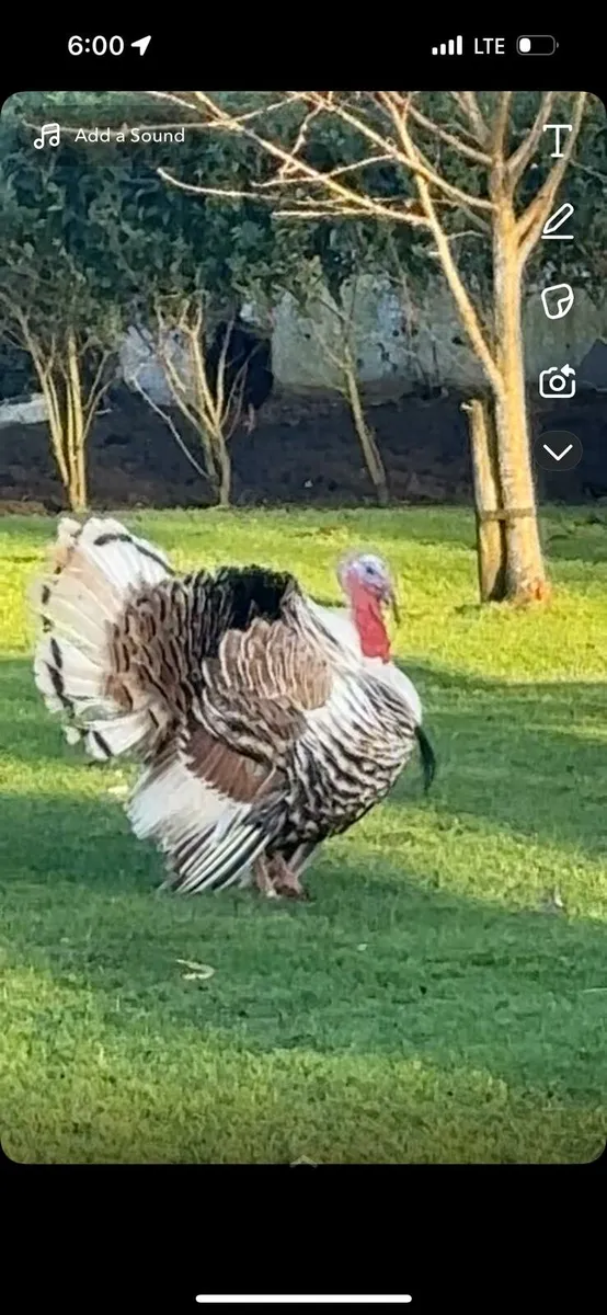 Turkeys, muscovys - Image 1