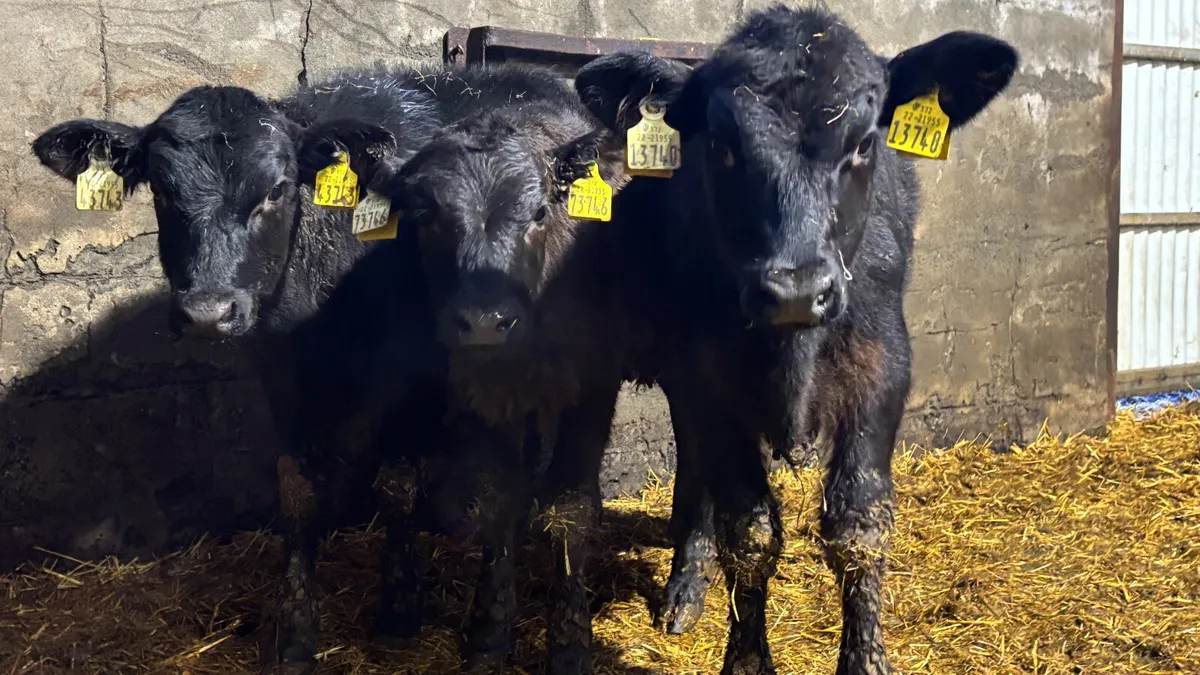 3 Aberdeen Angus Heifer Runners - Image 1