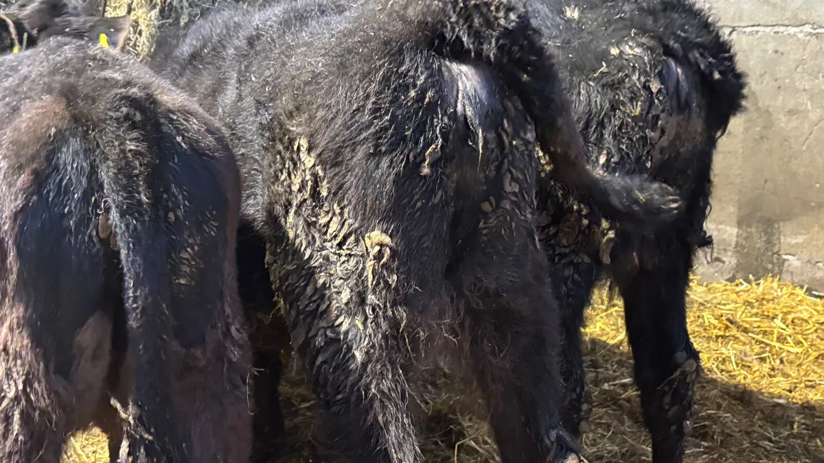 3 Aberdeen Angus Heifer Runners - Image 2