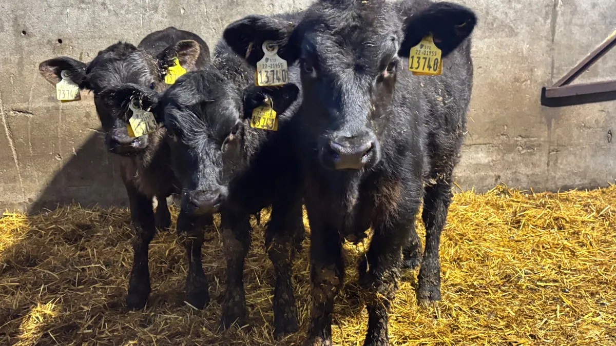 3 Aberdeen Angus Heifer Runners - Image 3
