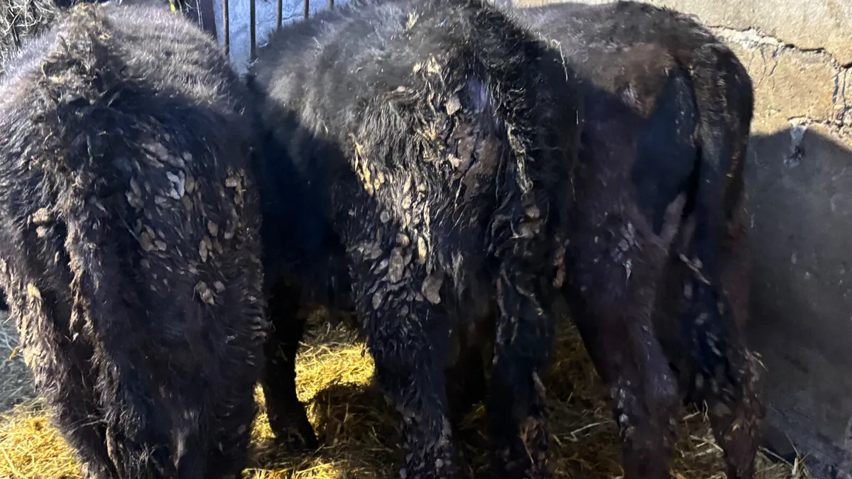 3 Aberdeen Angus Heifer Runners - Image 4