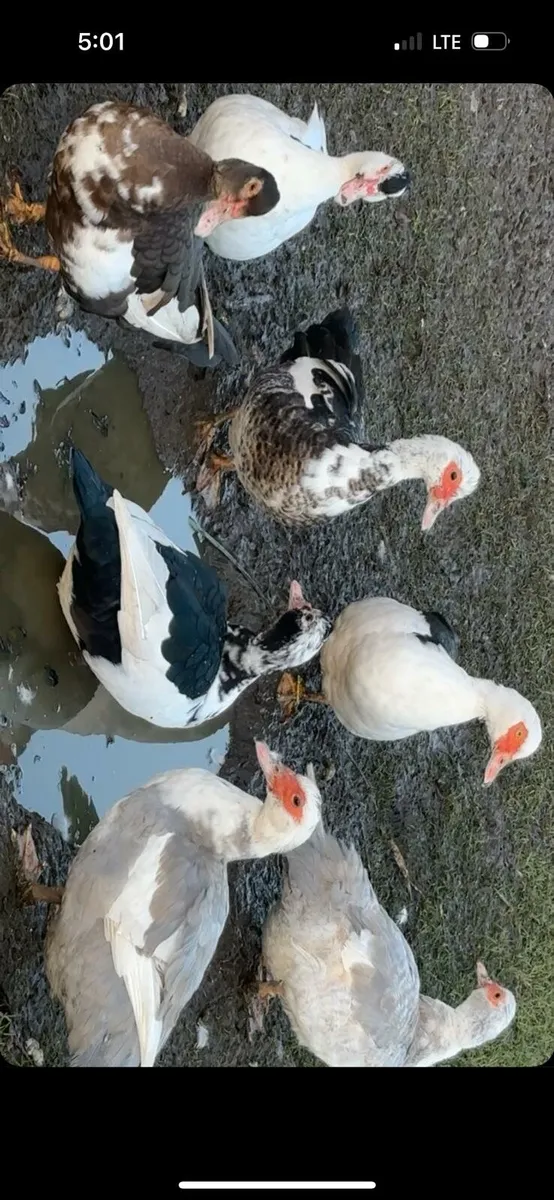 Turkeys, muscovys - Image 4