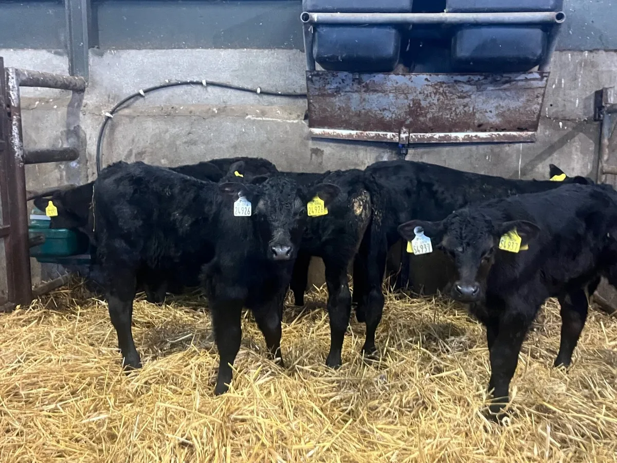 7 top quality strong Angus bulls - Image 1