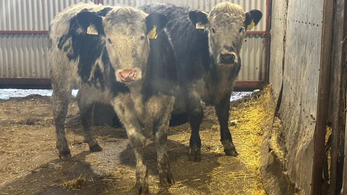 ⭐️ 2 Super Blue Whitehead Heifers ⭐️ - Image 4