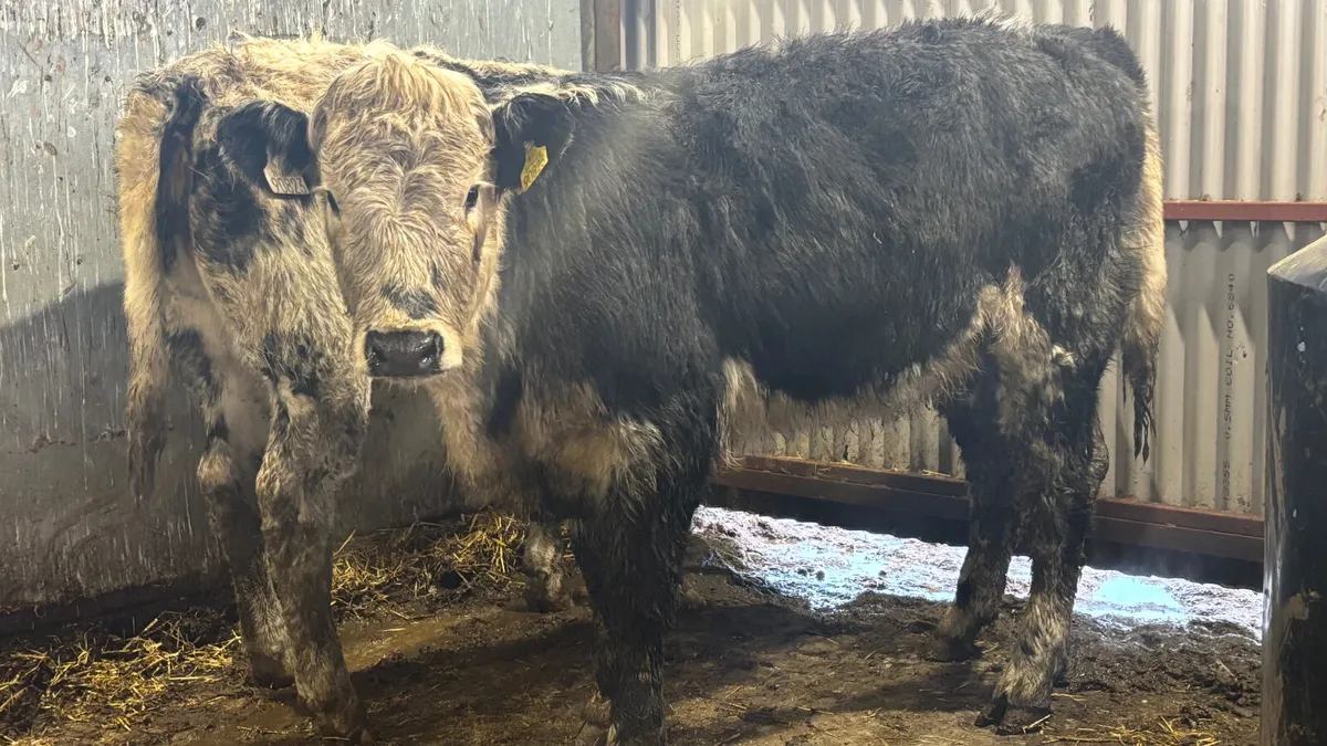 ⭐️ 2 Super Blue Whitehead Heifers ⭐️ - Image 3