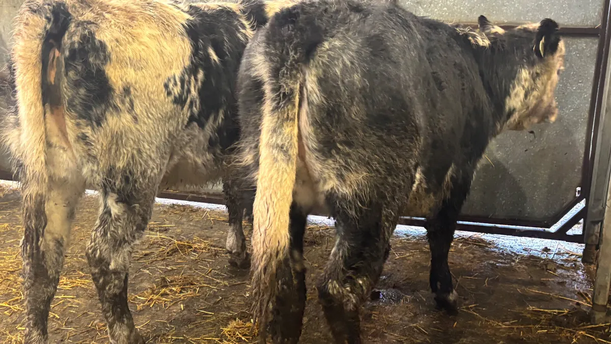 ⭐️ 2 Super Blue Whitehead Heifers ⭐️ - Image 2