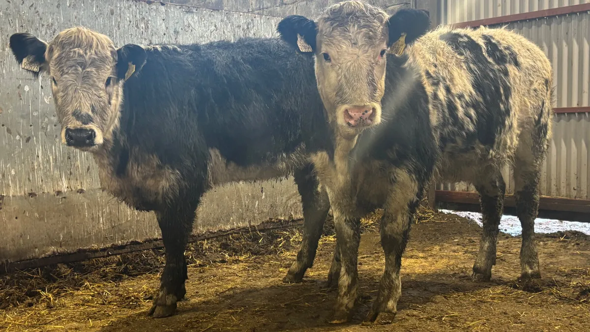 ⭐️ 2 Super Blue Whitehead Heifers ⭐️ - Image 1