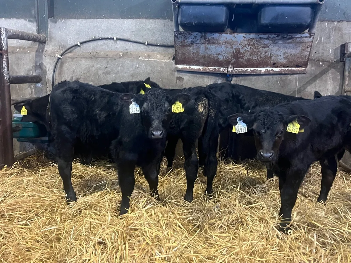 7 top quality strong Angus bulls - Image 2