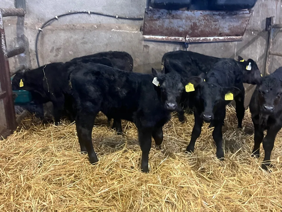 7 top quality strong Angus bulls - Image 3