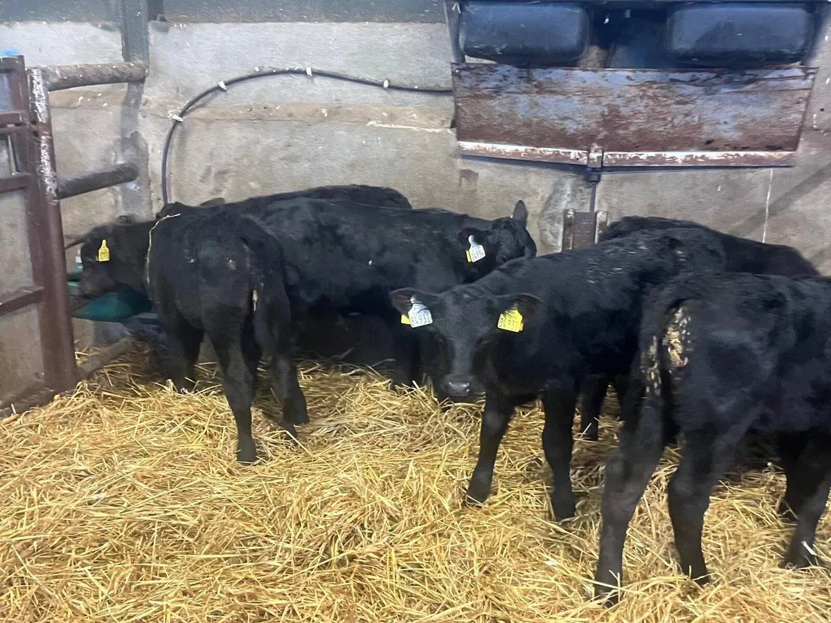 7 top quality strong Angus bulls - Image 4