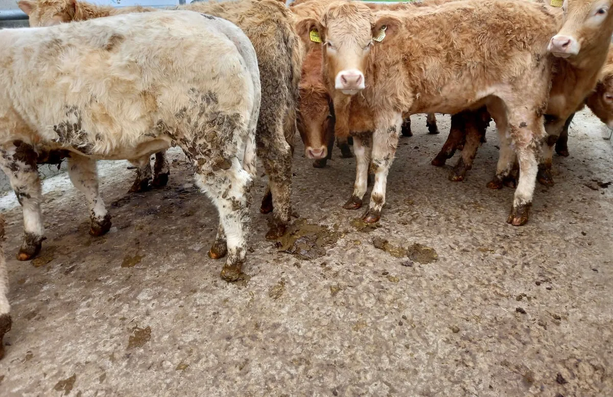 ❌ 30 Super Heifers @ ONLY €1450 each - Image 4