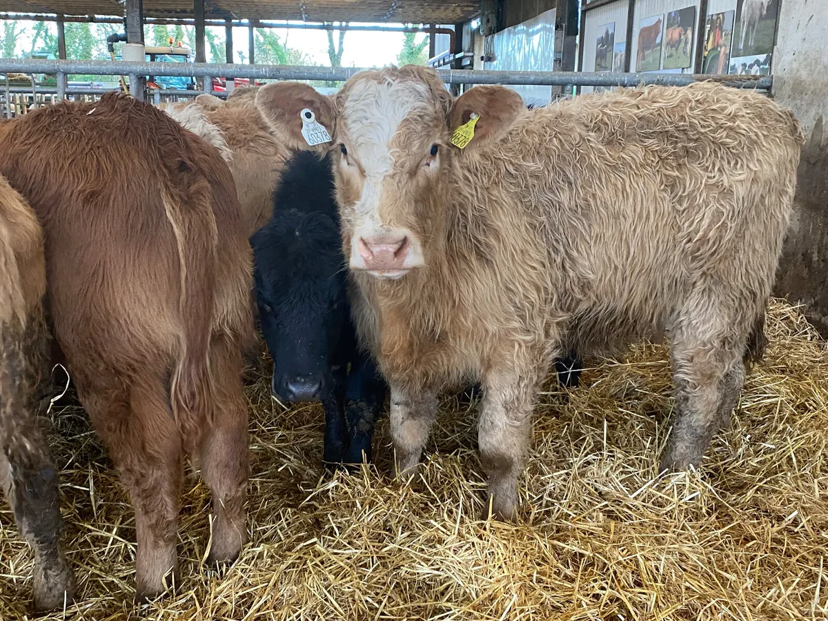 ❌ 30 Super Heifers @ ONLY €1450 each - Image 3
