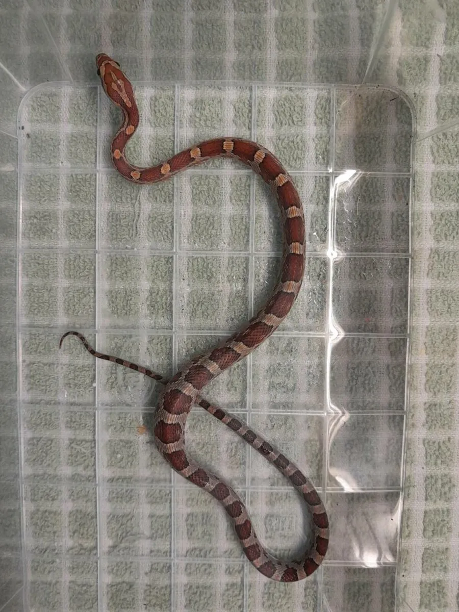 Corn Snakes 🐍 - Image 4