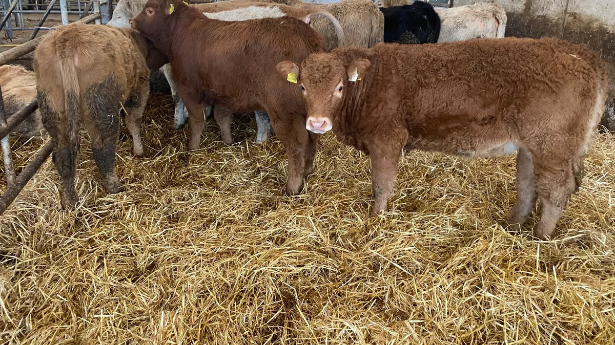 ❌ 30 Super Heifers @ ONLY €1450 each - Image 1