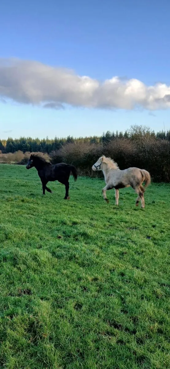 2 connemara foals - Image 1