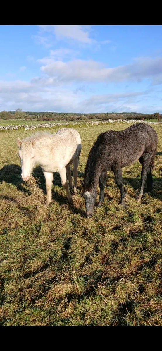 2 connemara foals - Image 2