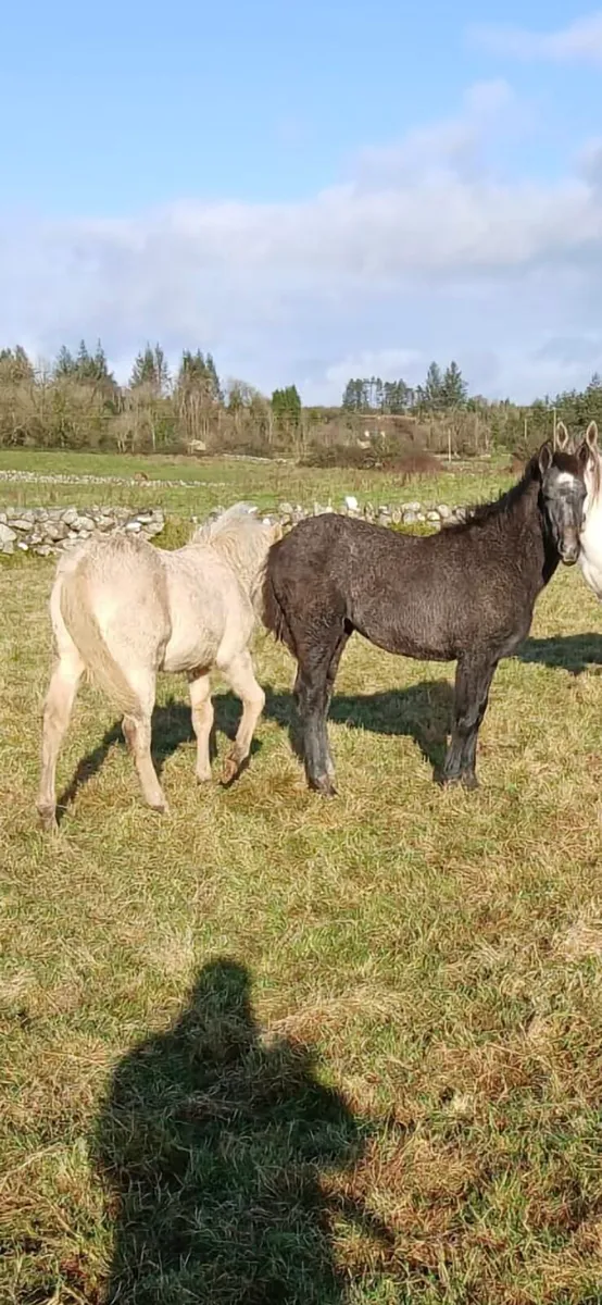 2 connemara foals - Image 3