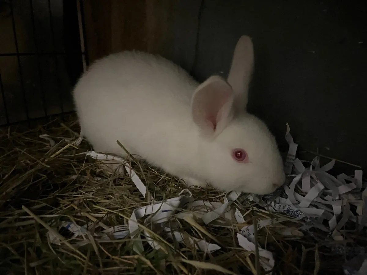 Rabbits - Image 1